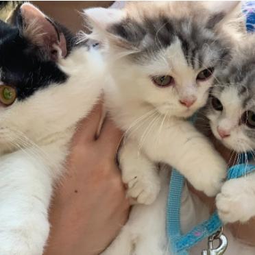 探寻猫宅生活之美：轻松愉悦的猫宅日记，记录猫咪的点滴生活点滴