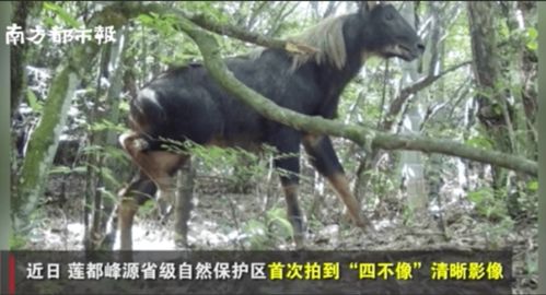 澳门四不像图片大全今晚|精细解答解释落实_停止版.0.911